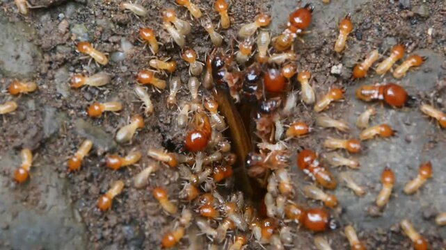 The termite on the ground is searching for food to feed the larvae in the cavity.