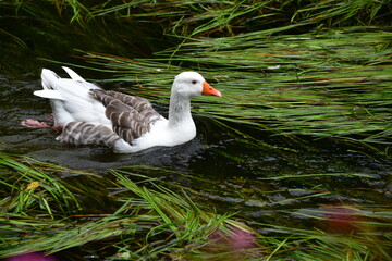 Geese in the river Suir of Cahir Castle Park, Cahir, Co. Tipperary, Ireland