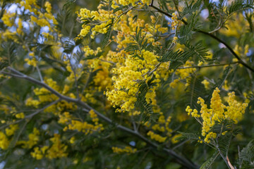 yellow splendid mimosa on tree close-up, selective focus. spring background of white acacia flowers