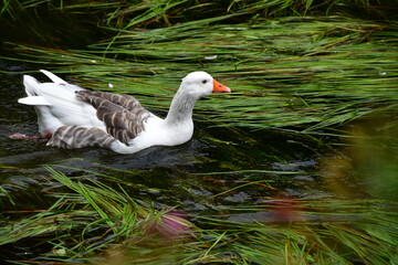 Geese in the river Suir of Cahir Castle Park, Cahir, Co. Tipperary, Ireland