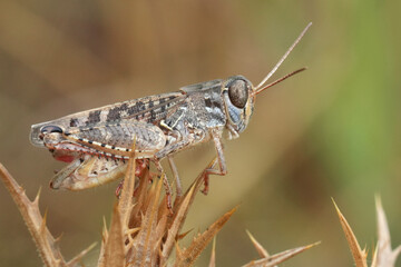 Closeup on a European italian, Italian locust, Calliptamus italicus perched in the vegetation