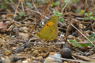 Closeup on a European Clouded Yellow Postillion butterfly, Colias croceus with closedwings resting on the ground