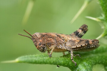 Closeup on a European common maquis grasshopper, Pezotettix giornae sitting in the vegetation
