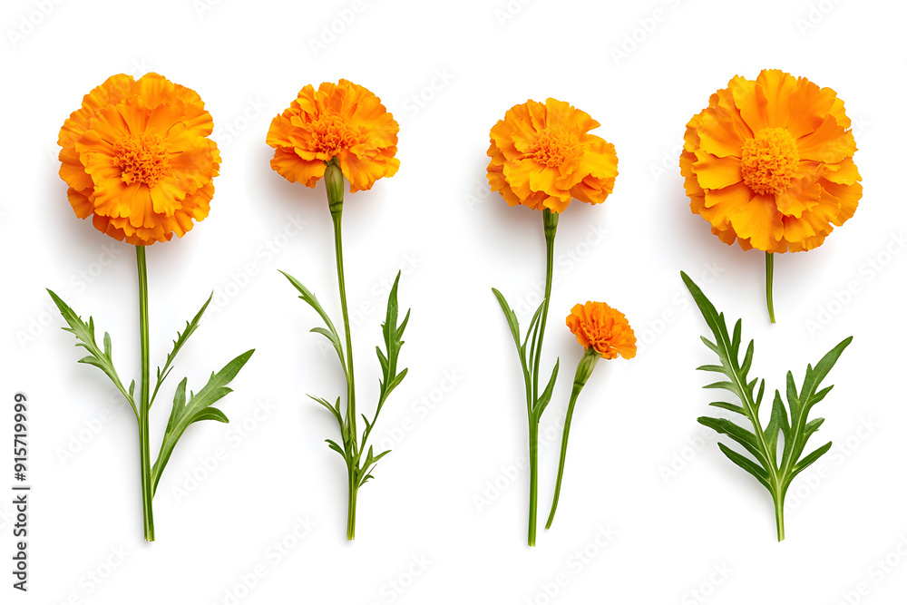 Poster collection marigolds flowers isolated on a white background