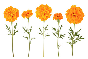 Collection marigolds flowers isolated on a white background