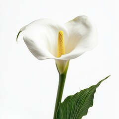 Elegant arum lily Zantedeschia aethiopica blooming gracefully against a white background