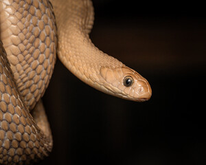 close up of a snake