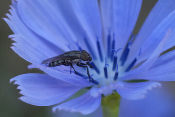 Closeup on a European Locust blowfly, Stomorhina lunata in a blue wild chicory wildflower, Cichorium intybus