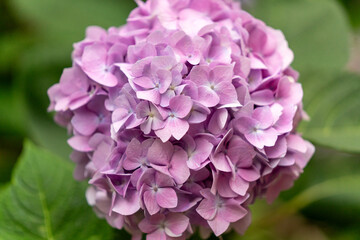 purple flowers in the garden