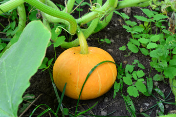 a pumpkin is on the ground with a green stem 