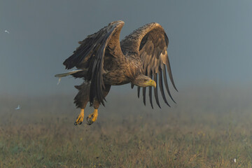 Eagle flying. White tailed eagles (Haliaeetus albicilla) flying at a field in the forest of Poland searching for food on a foggy autumn morning.