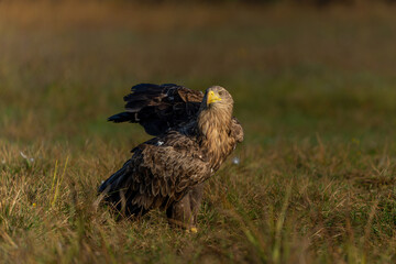 White tailed eagles (Haliaeetus albicilla) searching for food in the early morning on a field in the forest in Poland. 