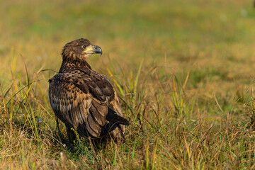 White tailed eagles (Haliaeetus albicilla) searching for food in the early morning on a field in the forest in Poland. 