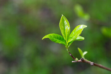 Close-up shot of pink Sakura flowers on a branch.