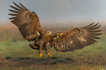 Eagle flying. White tailed eagles (Haliaeetus albicilla) flying at a field in the forest of Poland searching for food on a foggy autumn morning.