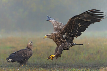 Eagle flying. White tailed eagles (Haliaeetus albicilla) flying at a field in the forest of Poland searching for food on a foggy autumn morning.