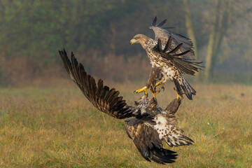 Eagle battle. White tailed eagles (Haliaeetus albicilla) fighting for food on a field in the forest in Poland