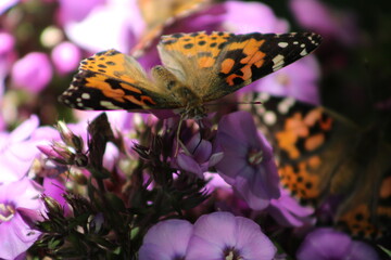Painted lady butterfly on flower
