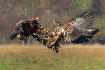 Eagle battle. White tailed eagles (Haliaeetus albicilla) fighting for food on a field in the forest in Poland