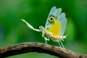 Praying mantis on branch