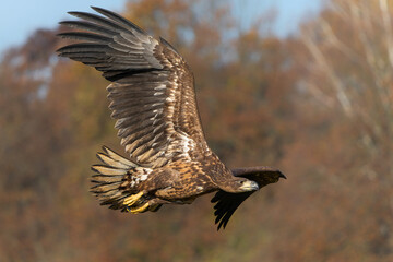Eagle flying. White tailed eagles (Haliaeetus albicilla) flying at a field in the forest of Poland searching for food on a foggy autumn morning.