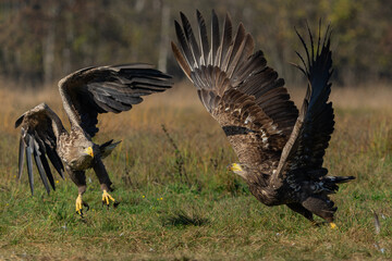 Eagle battle. White tailed eagles (Haliaeetus albicilla) fighting for food on a field in the forest in Poland