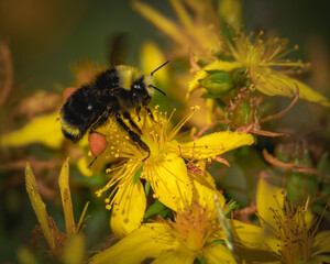 Bumble bee on a yellow flower