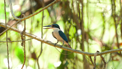 Collared Kingfisher perched on branch in its natural habitat, displaying vibrant plumage and alert...