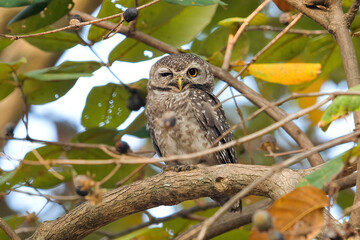 Nocturnal bird of prey perched on branch amidst green foliage, exhibiting natural wildlife habitat and animal observation. Bird watching and nature photography.