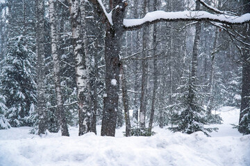 Snowfall in the forest. Snow in the forest. Winter Forest