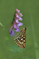 Spiegelfleck-Dickkopffalter auf Vogel-Wicke vor grünem Hintergrund