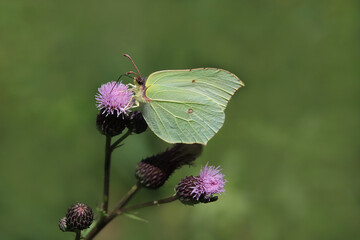 Zitronenfalter auf Distelblüte