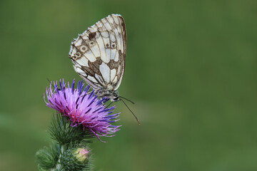 Schachbrettfalter auf Distelblüte