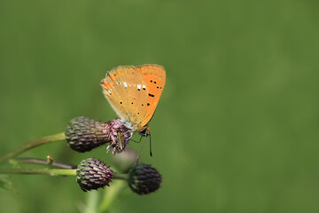 Dukatenfalter auf Distel vor grünem Hintergrund