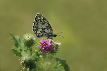 Schachbrettfalter auf Distelblüte