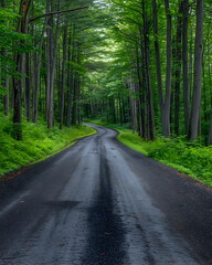 Fototapeta premium A winding road meandering through a lush forest with vibrant green foliage, enveloped in a soft mist
