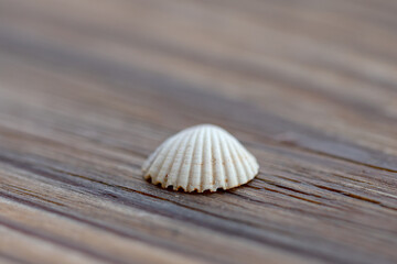 seashell on the beach