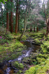 Tranquil stream in a picnic park on Terceira Island, Azores, Portugal. A serene and picturesque natural scene perfect for relaxation and nature-themed content.