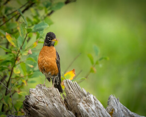 American robin