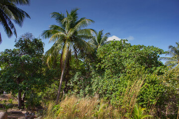 Obraz premium grove of coconut trees on a sunny day