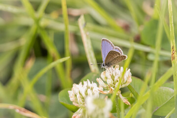 Mariposa violeta polinizando