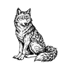 Obraz premium Wolf sitting calmly with its tail wrapped around its paws, on a white background.