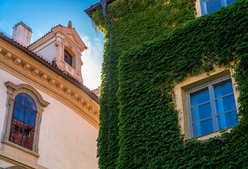 Old buildings in Prague and green ivy plants growing on wall, Europe, Czech Republic.