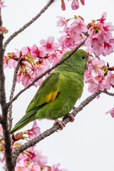 parrot