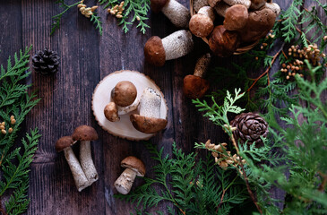 Cep or Boletus Mushroom growing on lush green moss in a forest, low angle view