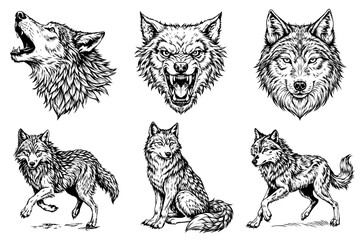 A series of wolf drawings with different expressions © dasha122007