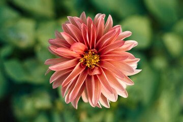 Beautiful pink dahlia with blurry green bacground