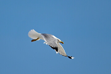 Obraz premium Yellow-legged gull // Mittelmeermöwe (Larus michahellis) - Greece