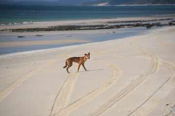 A dingo (wild dog) wandering the beaches of Fraser Island (Kgari) in Queensland, Victoria
