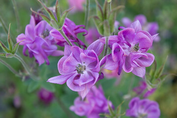 Lilac aquilegia flowers close-up in the garden bed.